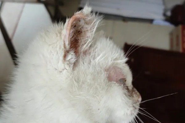 猫耳朵掉毛的原因,一般是打架、耳螨、猫癣等问题所致