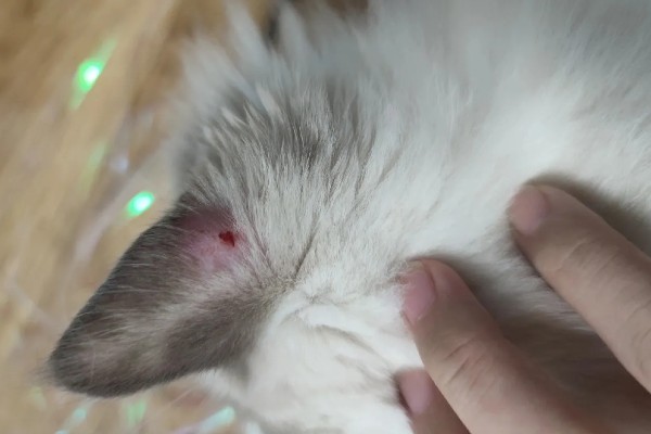 猫耳朵掉毛的原因,一般是打架、耳螨、猫癣等问题所致