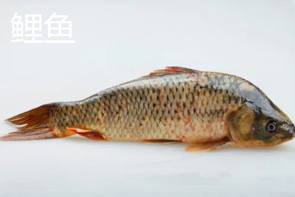 草鱼还是鲤鱼刺多，草鱼的刺更多