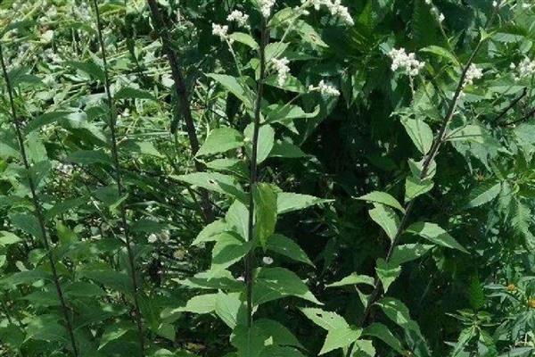 奇蒿简介,是多年生草本植物