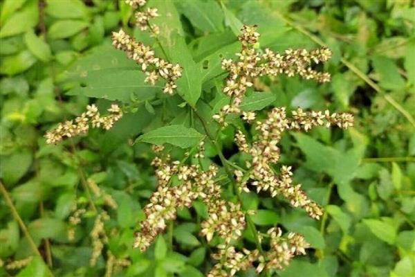奇蒿简介,是多年生草本植物