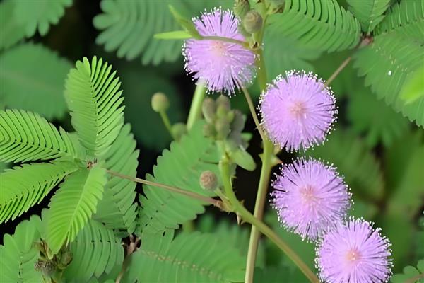 含羞草怕不怕晒,喜光不怕晒