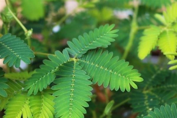 含羞草怕不怕晒,喜光不怕晒