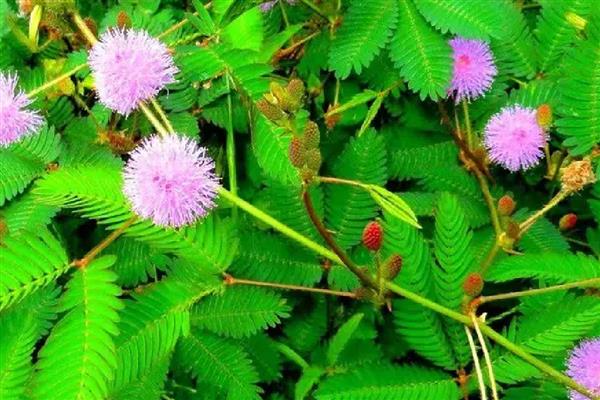 含羞草怕不怕晒,喜光不怕晒