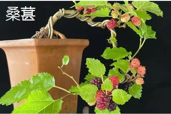 哪些水果适合盆栽，蓝莓、火龙果等品种都可以选择