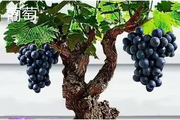 哪些水果适合盆栽，蓝莓、火龙果等品种都可以选择
