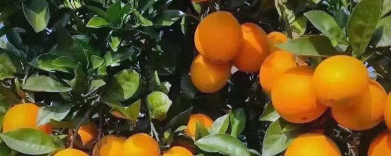 富川脐橙简介，产于广西省贺州市富川县