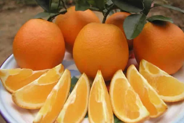 富川脐橙简介，产于广西省贺州市富川县