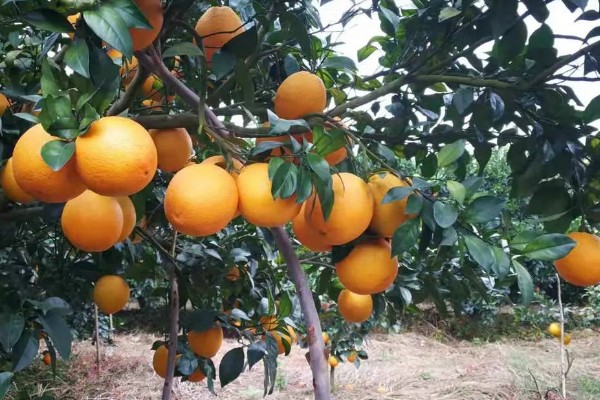 富川脐橙简介，产于广西省贺州市富川县