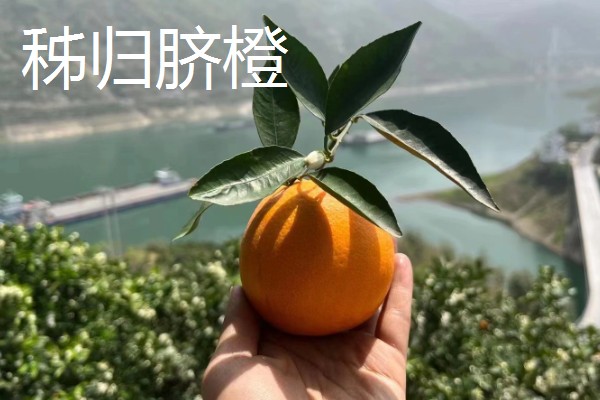 富川脐橙简介，产于广西省贺州市富川县