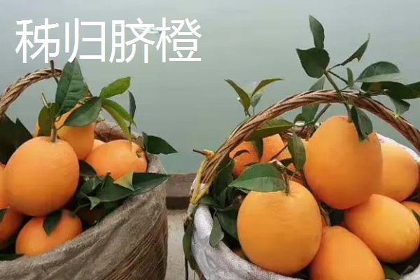 富川脐橙简介，产于广西省贺州市富川县