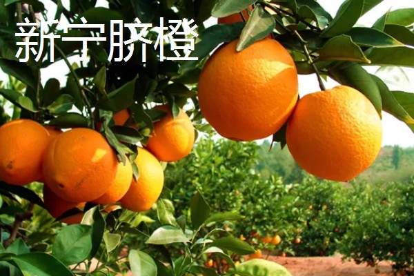 富川脐橙简介，产于广西省贺州市富川县