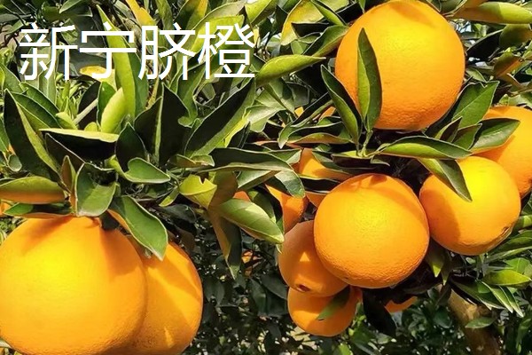 富川脐橙简介，产于广西省贺州市富川县