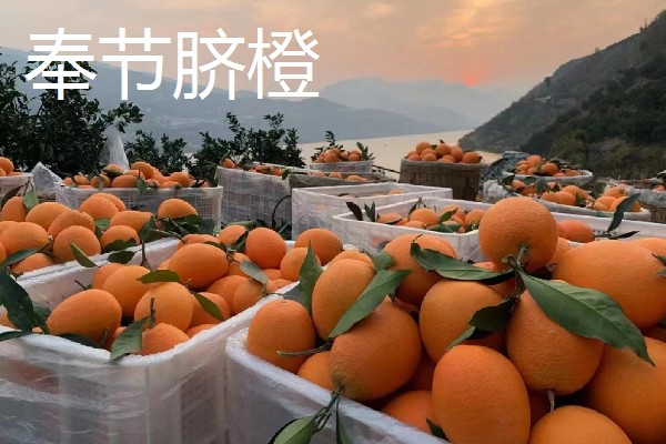 富川脐橙简介，产于广西省贺州市富川县