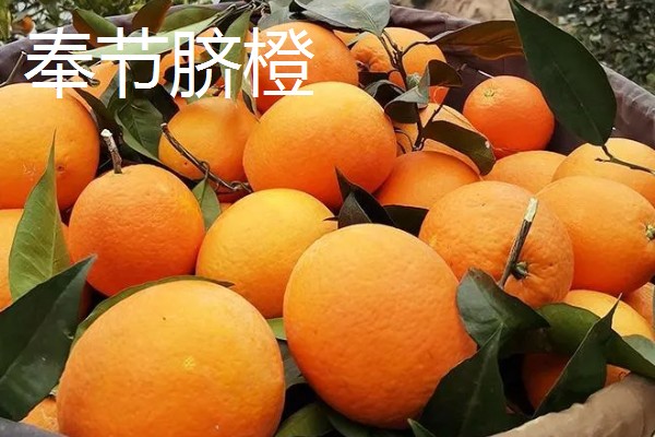 富川脐橙简介，产于广西省贺州市富川县