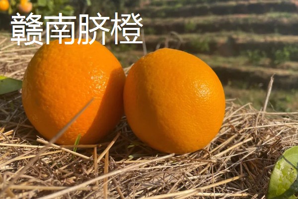 富川脐橙简介，产于广西省贺州市富川县