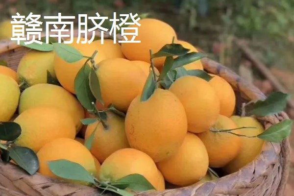 富川脐橙简介，产于广西省贺州市富川县