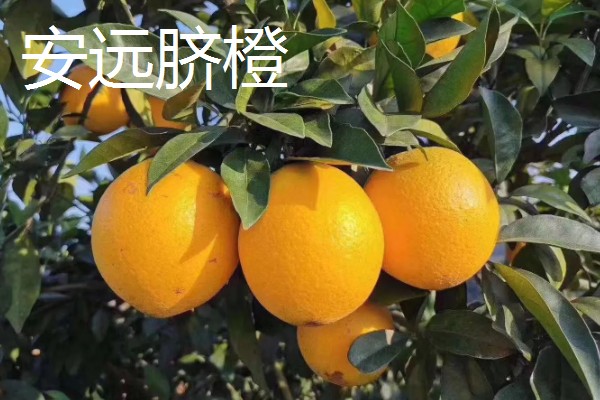 富川脐橙简介，产于广西省贺州市富川县