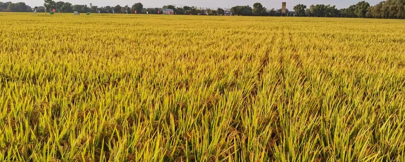 水稻的成熟期怎么划分，分为乳熟期、蜡熟期、完熟期、枯熟期