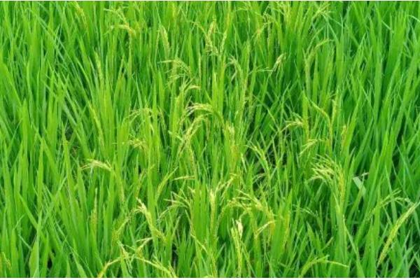 水稻的成熟期怎么划分，分为乳熟期、蜡熟期、完熟期、枯熟期