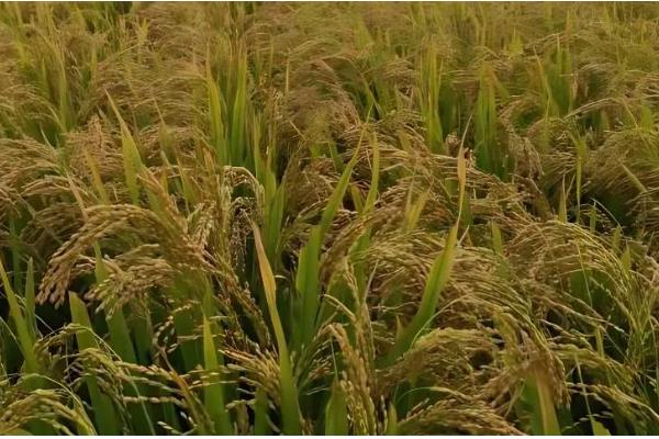 水稻的成熟期怎么划分，分为乳熟期、蜡熟期、完熟期、枯熟期