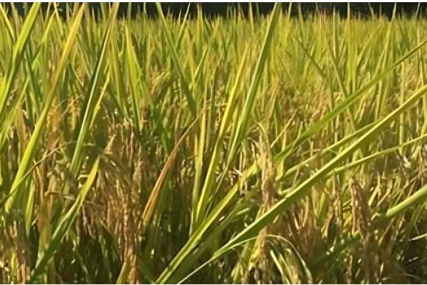 水稻的成熟期怎么划分，分为乳熟期、蜡熟期、完熟期、枯熟期