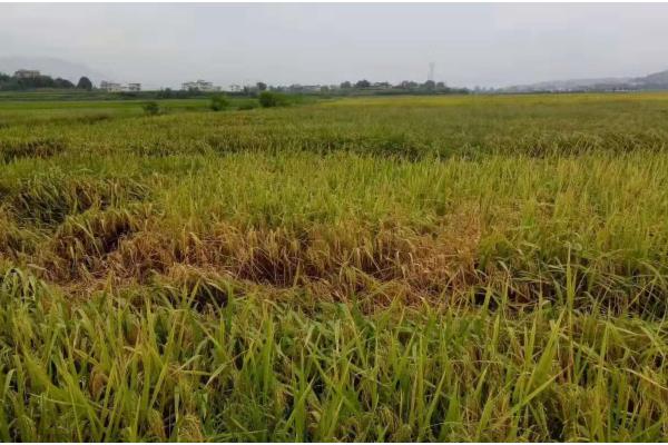 水稻的成熟期怎么划分，分为乳熟期、蜡熟期、完熟期、枯熟期