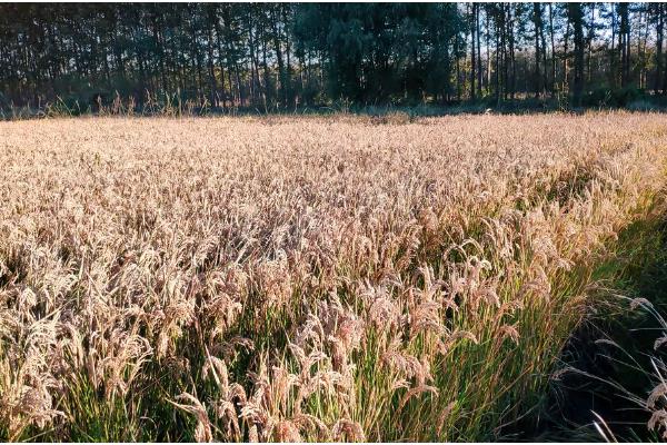 水稻的成熟期怎么划分，分为乳熟期、蜡熟期、完熟期、枯熟期