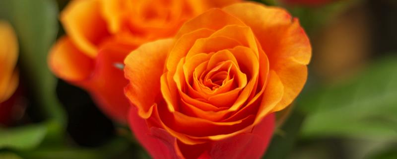 玫瑰花白斑病的防治方法，剪除病叶并喷施多菌灵