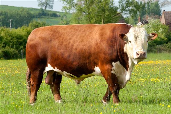 西门塔尔牛的出肉率，一般为60-65%