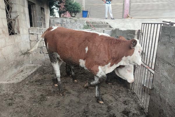 西门塔尔牛的出肉率，一般为60-65%