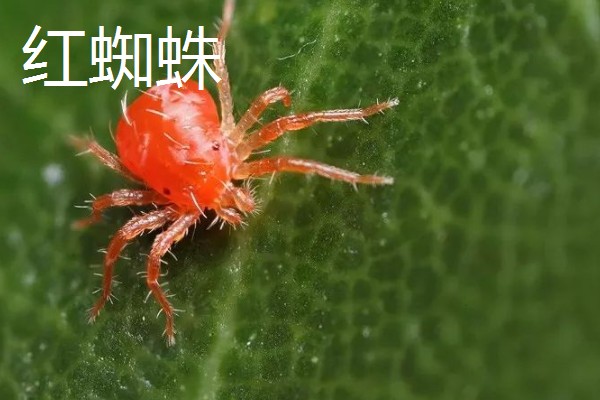 玫瑰花白斑病的防治方法，剪除病叶并喷施多菌灵