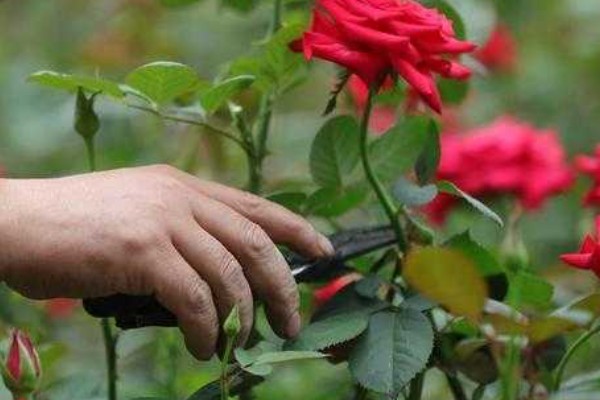 玫瑰花白斑病的防治方法，剪除病叶并喷施多菌灵