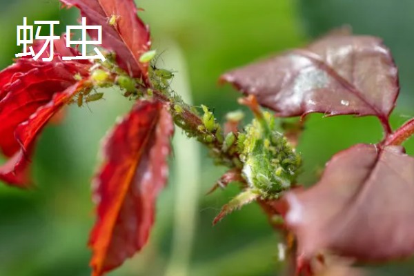 玫瑰花白斑病的防治方法，剪除病叶并喷施多菌灵