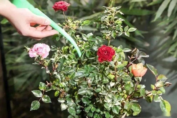 玫瑰花白斑病的防治方法，剪除病叶并喷施多菌灵