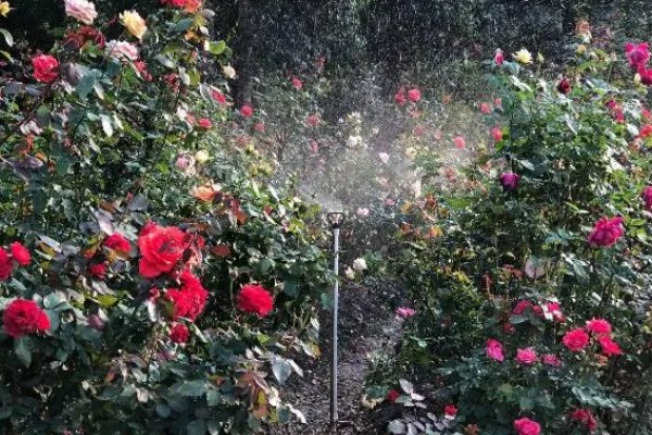 玫瑰花白斑病的防治方法，剪除病叶并喷施多菌灵