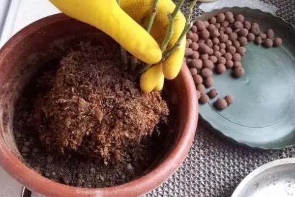 玫瑰花白斑病的防治方法，剪除病叶并喷施多菌灵