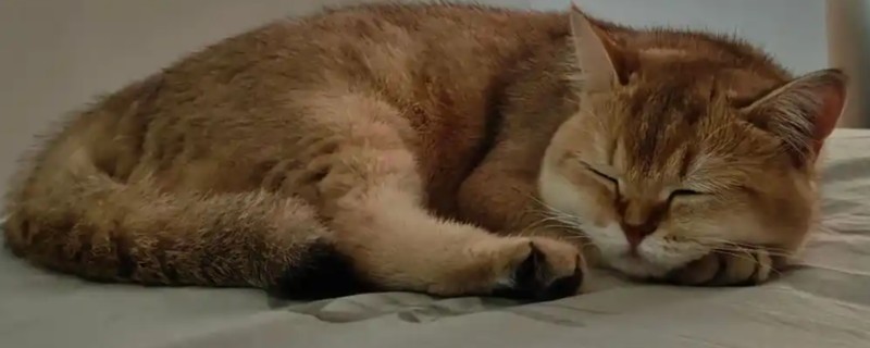 猫咪绝育后没精神的原因，可能是痛感所致