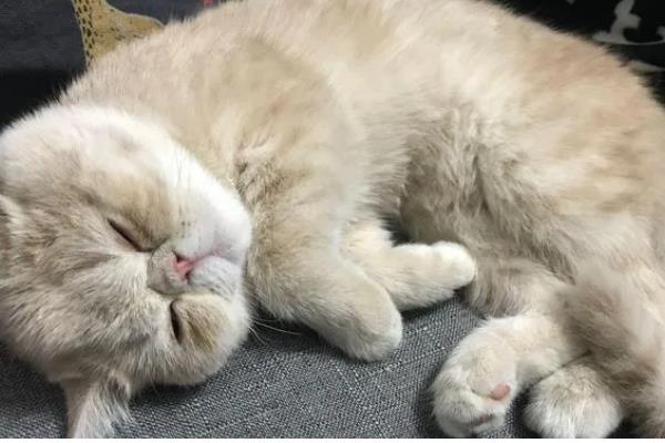 猫咪绝育后没精神的原因，可能是痛感所致