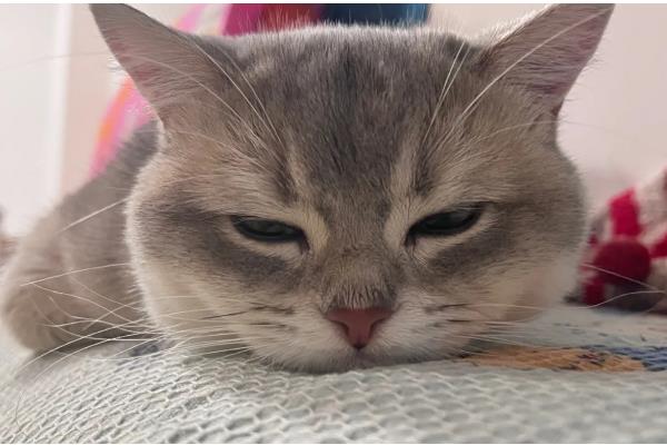 猫咪绝育后没精神的原因，可能是痛感所致