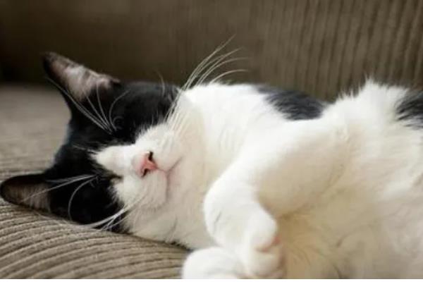 猫咪绝育后没精神的原因，可能是痛感所致