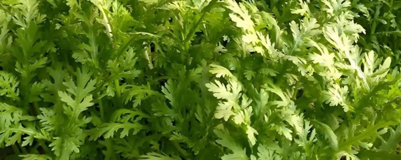 茼蒿在几月份种合适，春季3-4月份种植合适