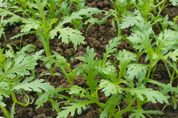 茼蒿在几月份种合适，春季3-4月份种植合适