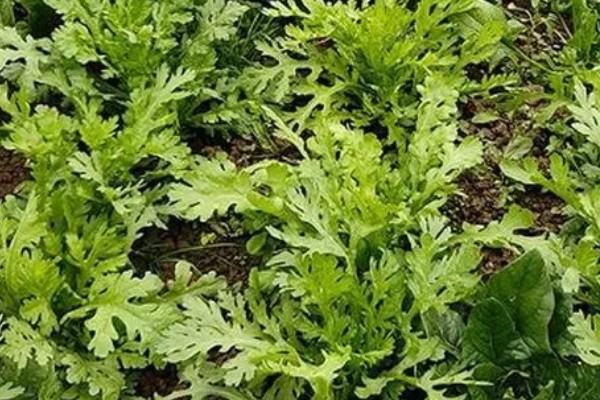 茼蒿在几月份种合适，春季3-4月份种植合适