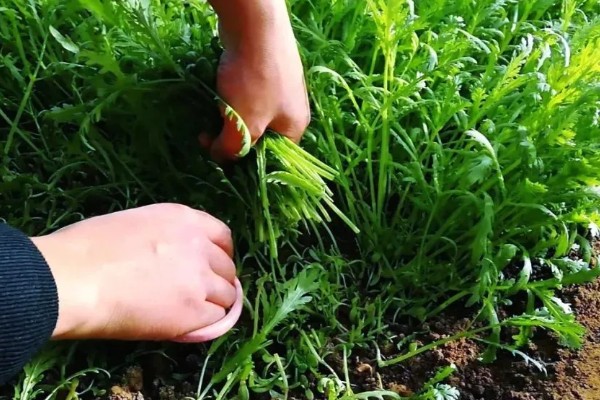 茼蒿在几月份种合适，春季3-4月份种植合适