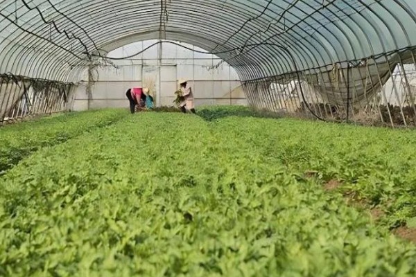 茼蒿在几月份种合适，春季3-4月份种植合适