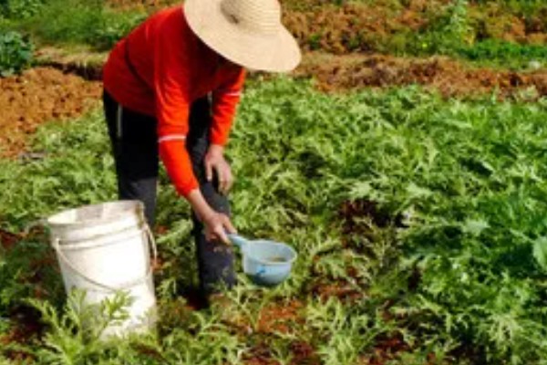茼蒿在几月份种合适，春季3-4月份种植合适