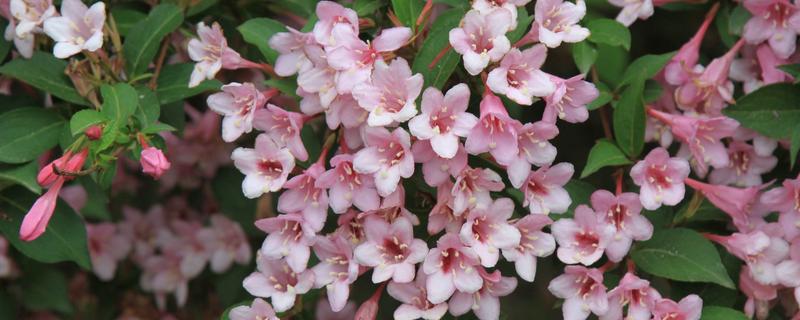 锦带花有什么品种，花叶锦带花、美丽锦带花等品种很常见