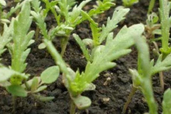 茼蒿在几月份种合适，春季3-4月份种植合适