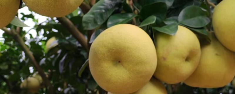 柚子简介，在中国已有3000多年栽培历史